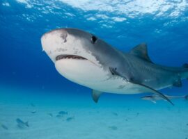 Η συμβολή του καρχαρία στην αντιμετώπιση νόσων, όπως ο καρκίνος και η ρευματοειδής αρθρίτιδα