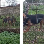 αστυνομική επιχείρηση που αποκάλυψε δεκάδες όπλα και χιλιάδες φυσίγγια και σκυλιά.